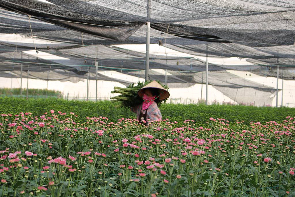 工人忙著采收菊花。李才智攝