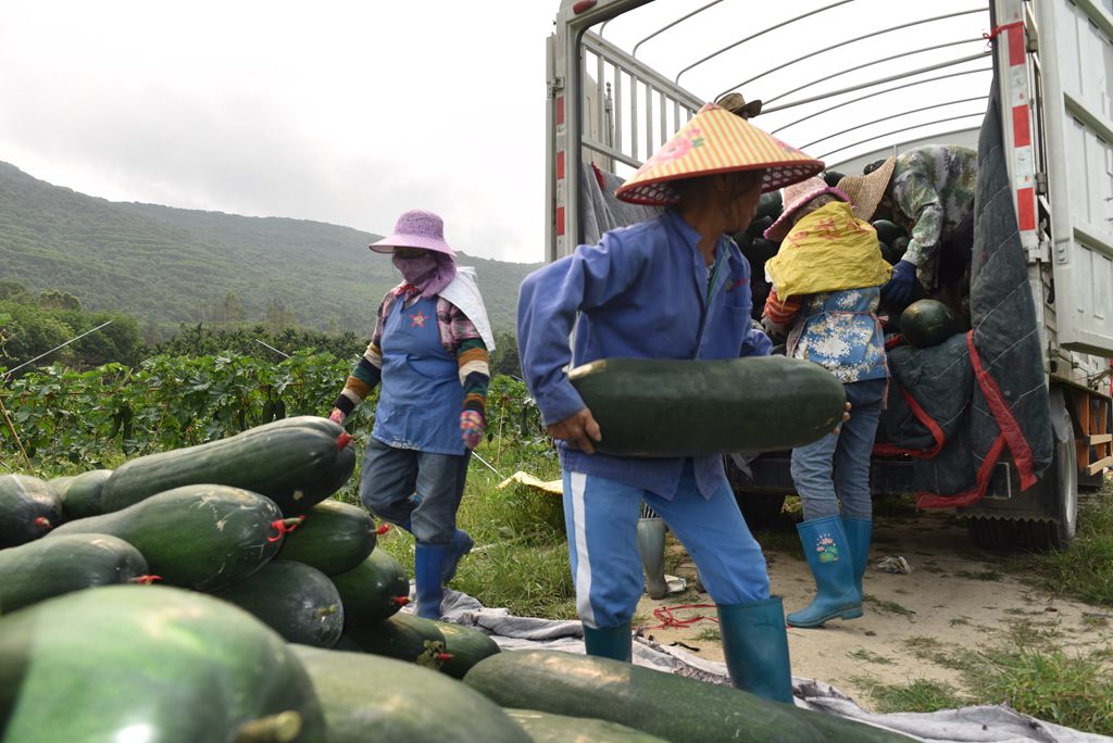 工人將采收的冬瓜搬運(yùn)上車。林小丹攝