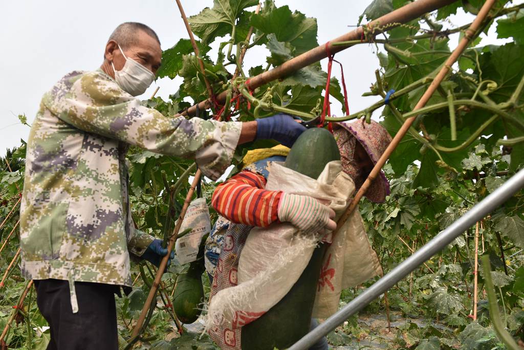 工人們合力采收冬瓜。林小丹攝