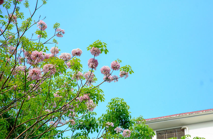 儋州市城區(qū)內(nèi)一簇簇一朵朵的薔薇鐘花悄然綻放。羊文彪攝