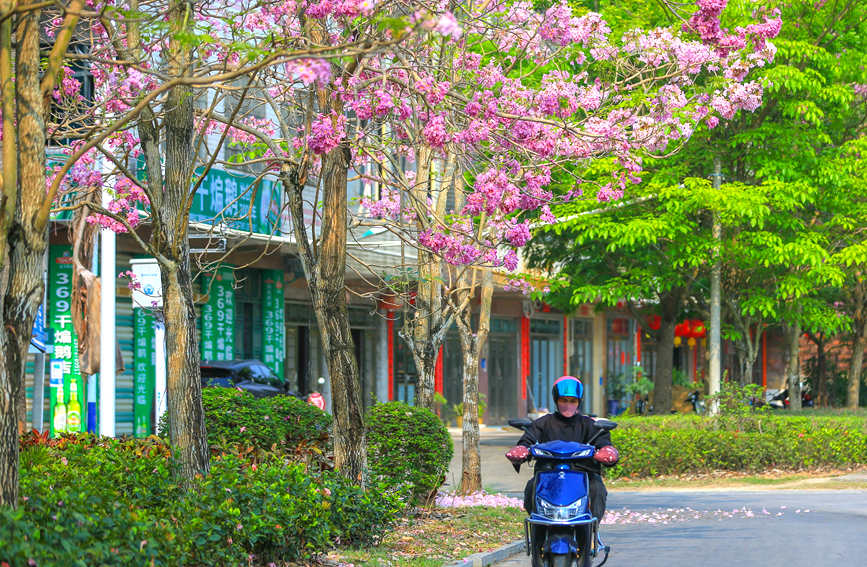 居民小區(qū)里的薔薇鐘花。羊文彪攝