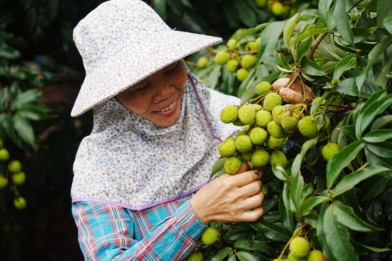 荔農(nóng)查看果子情況。瓊山區(qū)委宣傳部供圖