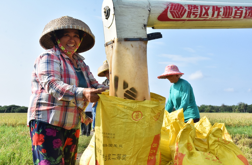 水稻豐收，村民滿臉喜悅。馮靜雯攝