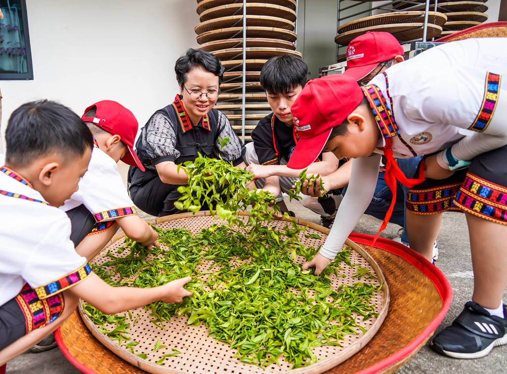 感受制茶樂(lè)趣。付金城攝