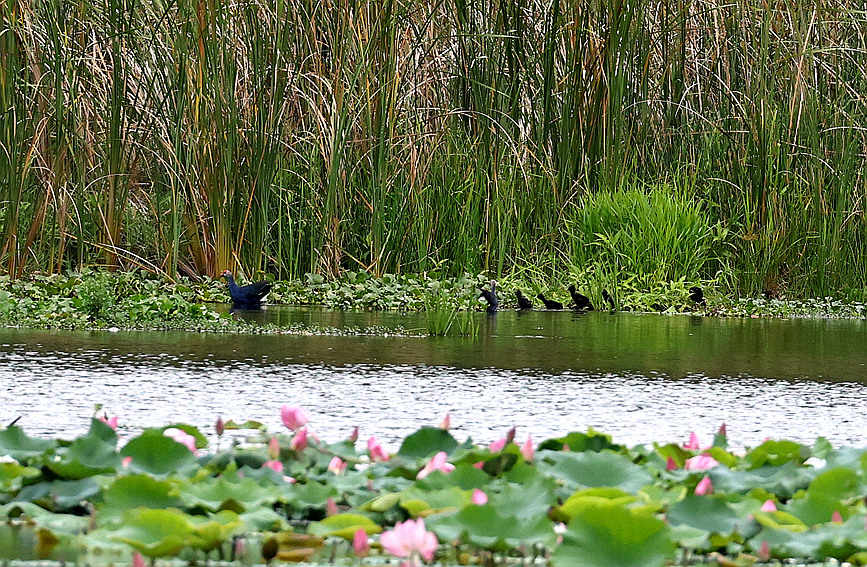    7日，海南省昌江黎族自治縣海尾國家濕地公園（試點(diǎn)）蓮花池首次記錄到六只紫水雞幼崽同框。薛美麗攝