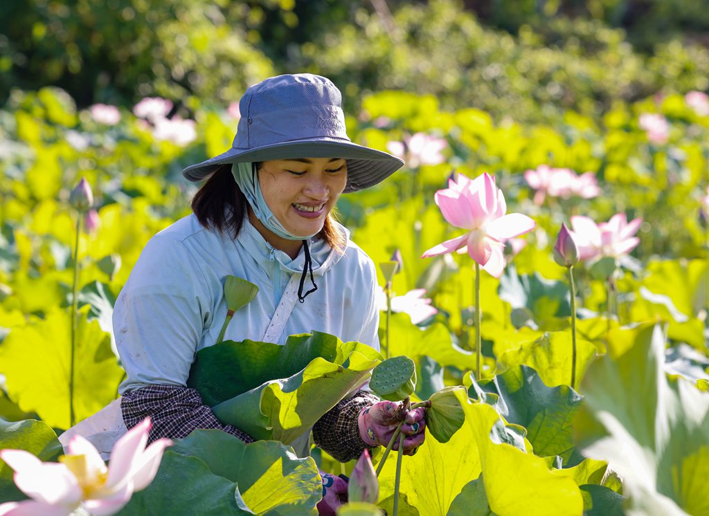 村民在田里忙著采摘蓮蓬。張江英攝