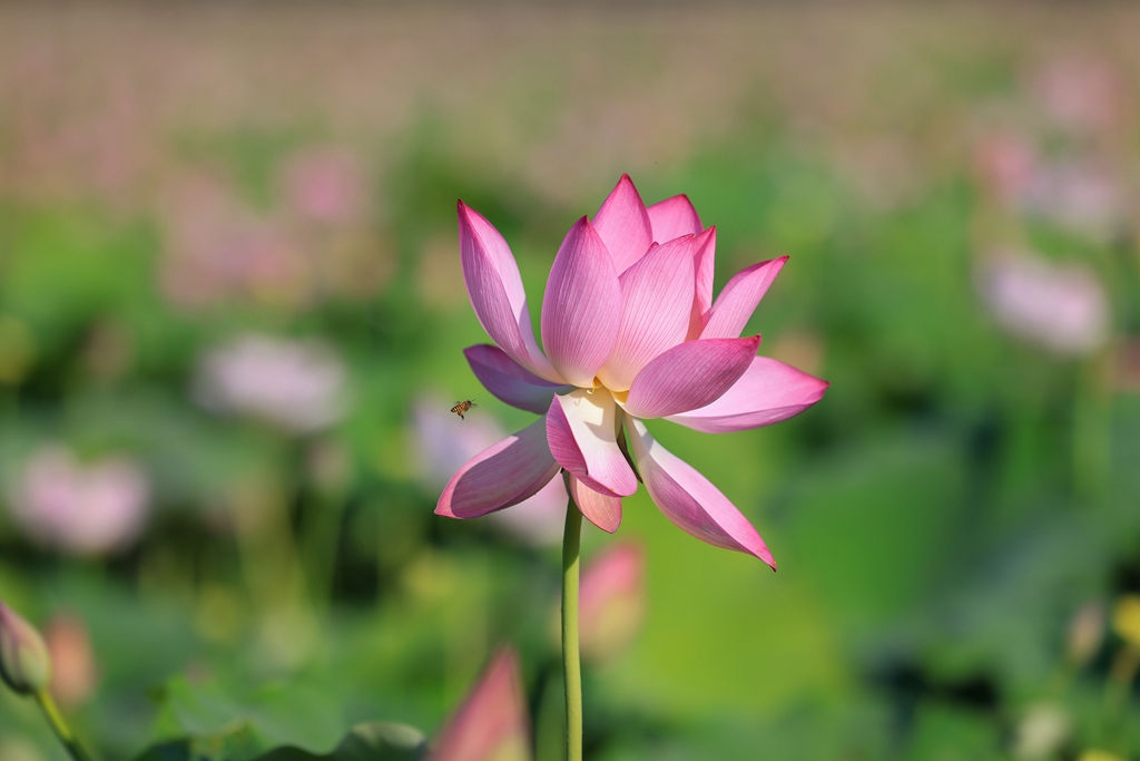 荷花競相開放。張江英攝