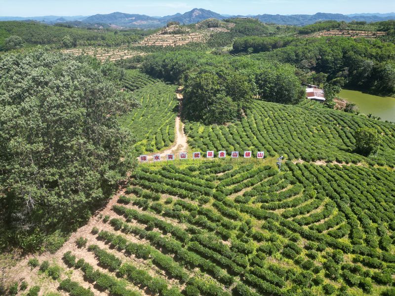 灣嶺茶山。 主辦方供圖