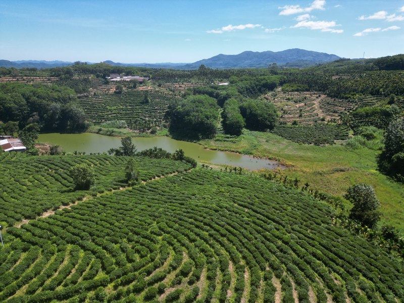 灣嶺茶山。 主辦方供圖