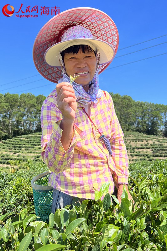 茶農(nóng)鄭大姐展示茶葉。 人民網(wǎng)記者 李學(xué)山攝