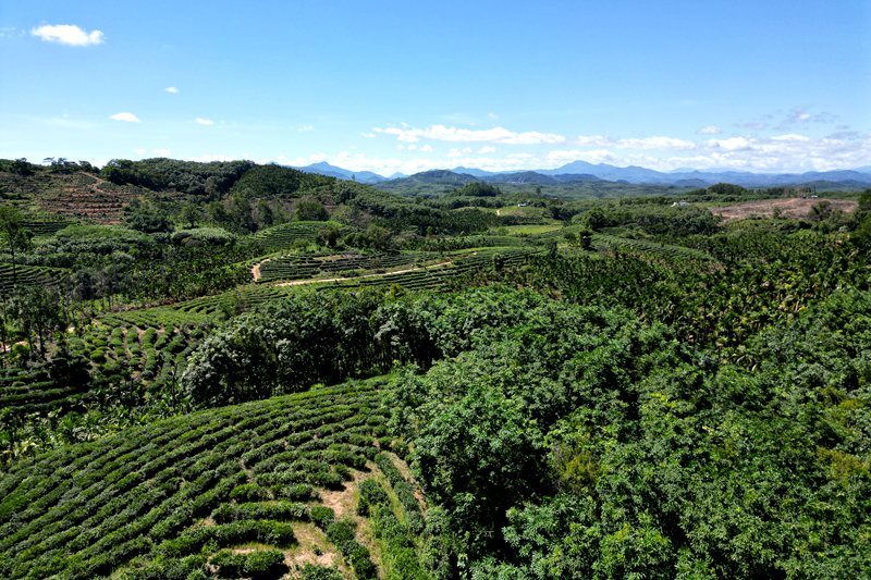 灣嶺茶山。主辦方供圖