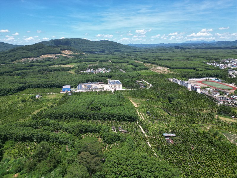 位于黎母山腹地的海南農(nóng)墾母山咖啡生產(chǎn)基地。 主辦方供圖