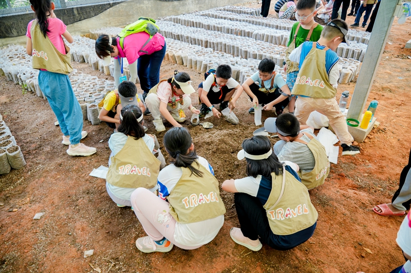 營員們在苗圃觀察可可種子培育過程。興隆熱帶植物園供圖