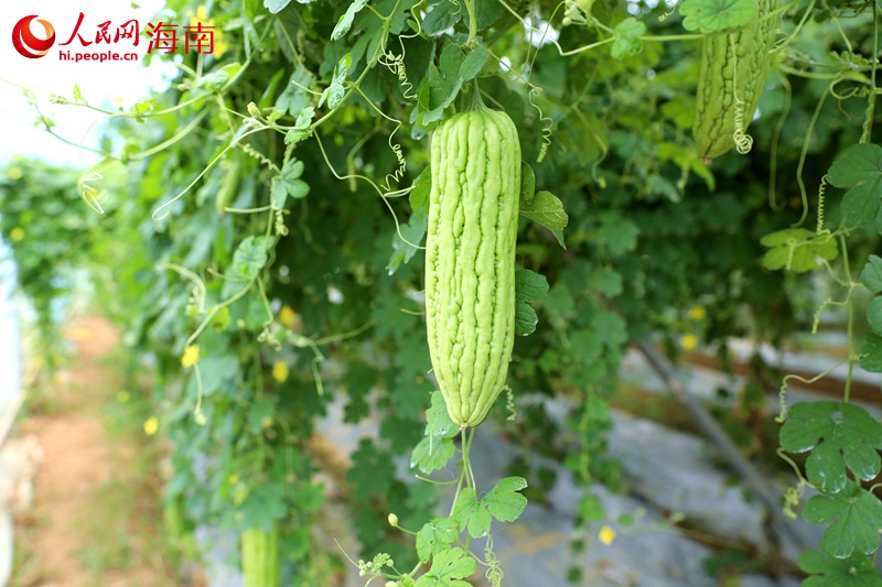 雅星鎮(zhèn)熱帶高效農(nóng)業(yè)示范基地內(nèi)的果實。 人民網(wǎng)記者 孟凡盛攝