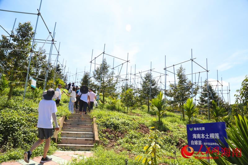 榴蓮種植基地。人民網(wǎng) 牛良玉攝