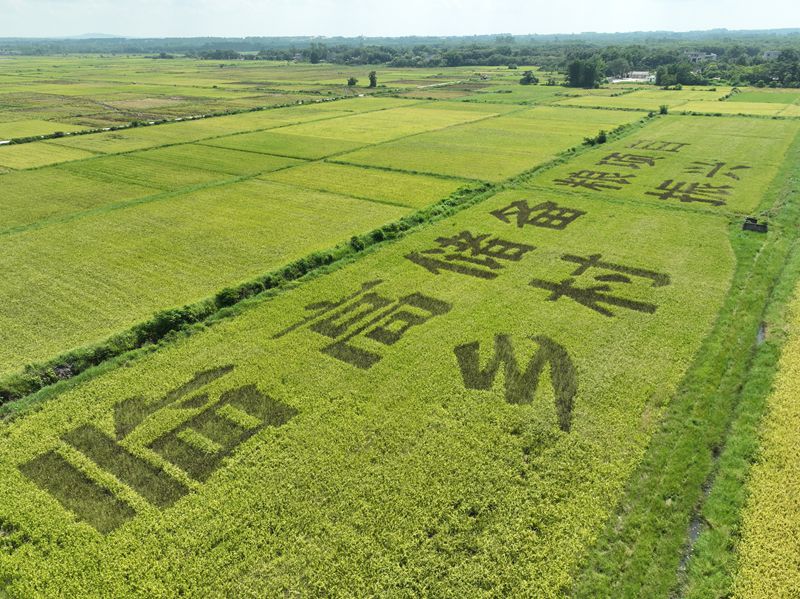 風(fēng)吹稻田，風(fēng)景如畫。臨高縣委宣傳部供圖