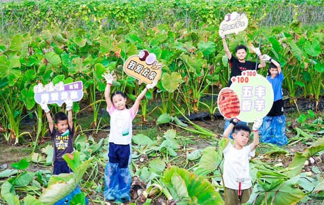 2023?？谑旋埲A區(qū)第二屆“五豐香芋”節(jié)成功舉辦