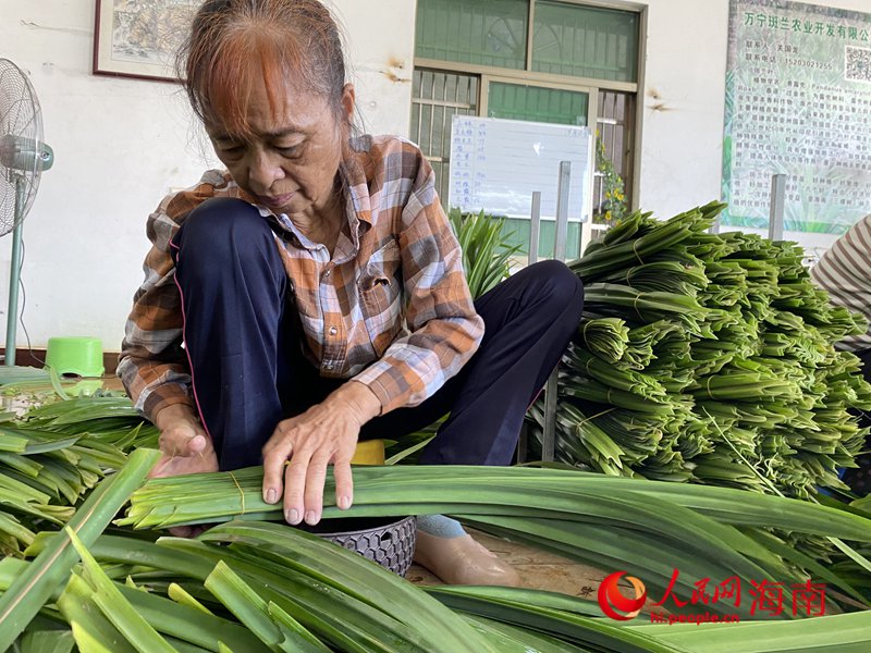 收購站內，員工們將農戶采摘的斑蘭葉進行清洗、整理、打包。人民網(wǎng)記者 樊歡迪攝