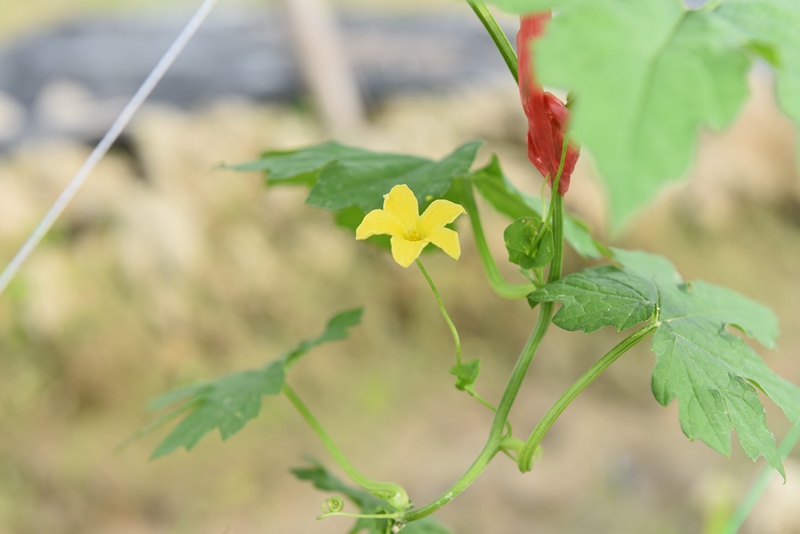 苦瓜開花。林小丹攝