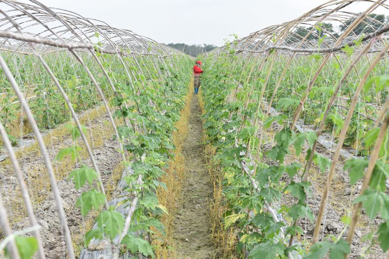 屯昌縣楓木鎮(zhèn)楓木苦瓜種植示范基地。林小丹攝