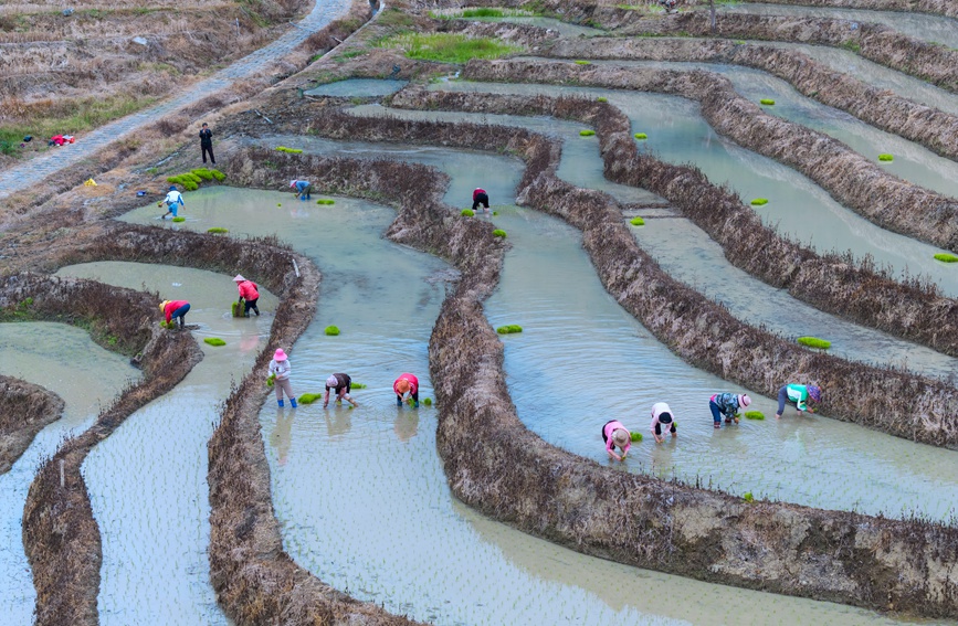 1月23日，五指山市毛陽鎮(zhèn)牙胡梯田上，一派繁忙的春耕景象正在上演。 孟志軍攝