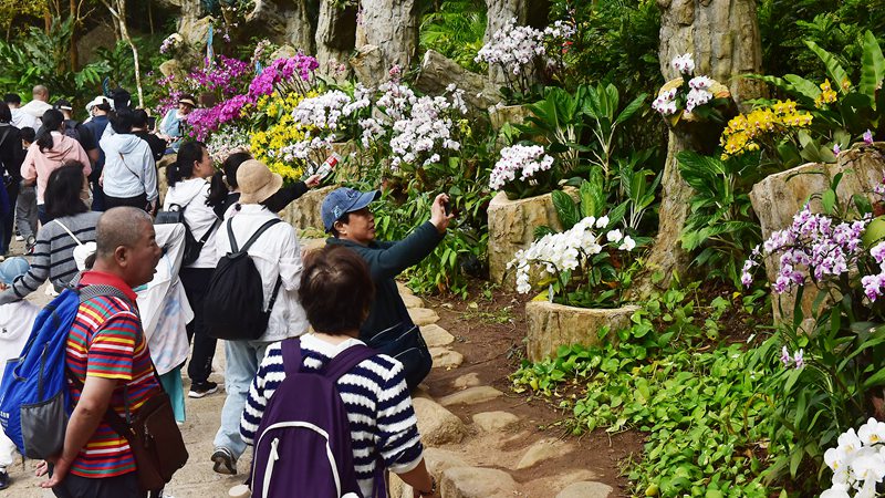 1月26日，寒假伊始，眾多游客漫步在亞龍灣熱帶天堂森林旅游區(qū)賞花觀景，登高望遠，體驗熱帶雨林游的樂趣，樂享暖冬三亞的美麗風光。黃慶優(yōu)攝