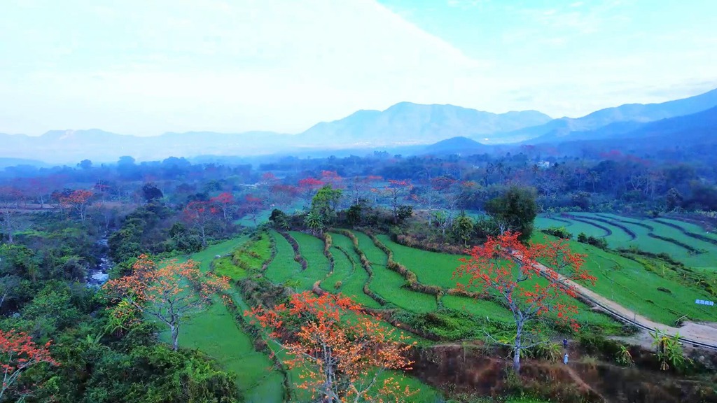 火紅木棉點(diǎn)綴翠綠山林。昌江黎族自治縣融媒體中心供圖