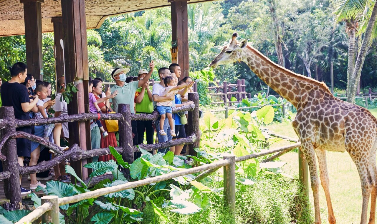 動(dòng)物園里人氣王。?？诼梦木止﹫D