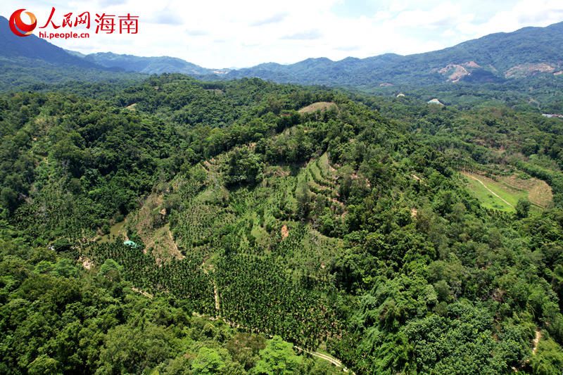 發(fā)現(xiàn)三絲水玉杯的海南熱帶雨林國家公園五指山片區(qū)。 人民網(wǎng)記者 孟凡盛攝