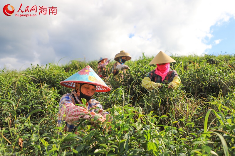 五指山茶農(nóng)在有機(jī)茶園采茶。人民網(wǎng)記者 牛良玉攝