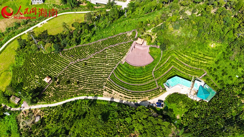 五指山水滿鄉(xiāng)鸚哥景紅觀光茶園的觀景平臺(tái)。人民網(wǎng)記者 牛良玉攝