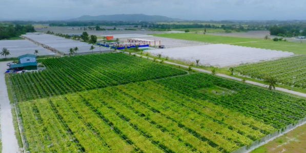 滴滴沃家300畝菜籃子基地。