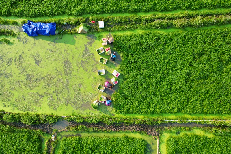 水芹豐收時節(jié)，農(nóng)戶在地理收芹菜。蔡天宏供圖