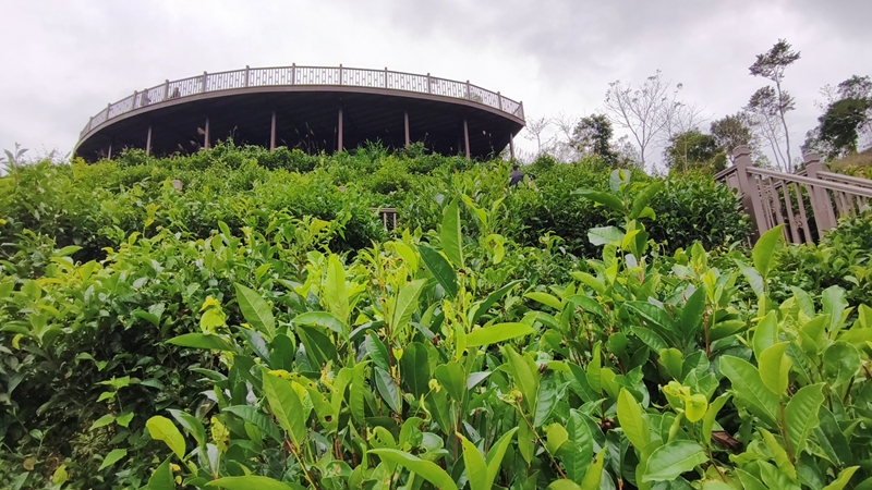 五指山水滿鄉(xiāng)茶園。符澤民攝