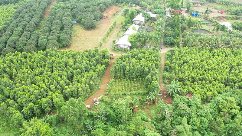 海南明和香業(yè)沉香種植基地。明和沉香產(chǎn)業(yè)園供圖