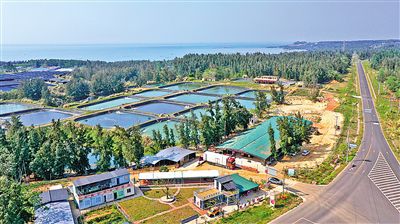 環(huán)島旅游公路旁的地瓜種植基地。