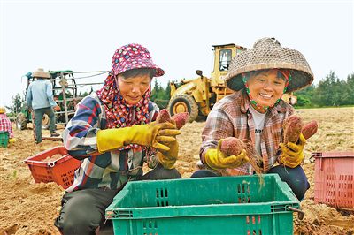 村民正在采收地瓜。